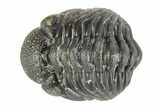 Long Curled Morocops Trilobite - Morocco #252665-1